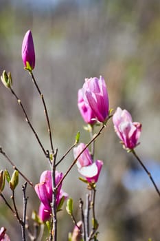 Spring Awakening: Close-up of blooming magnolia buds in a serene Fort Wayne garden, highlighted by soft daylight.