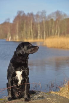 A black dog sits by a lake, gazing at the serene waters and distant trees, embodying peace and natural beauty.