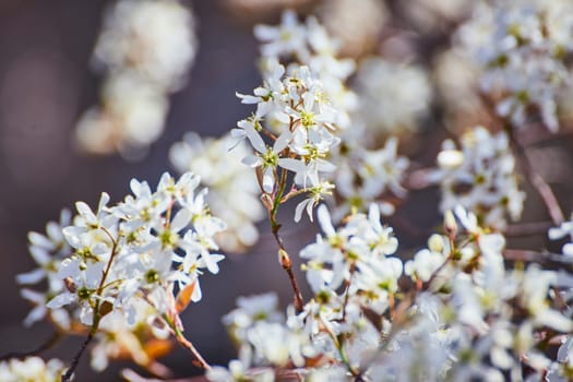 Spring renewal in Fort Wayne: pristine white blossoms bloom against a serene backdrop, symbolizing new beginnings.