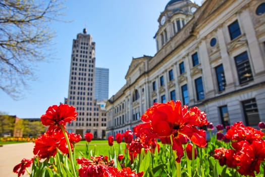 Spring renewal in Fort Wayne: Vibrant tulips foreground the historic Allen County Courthouse and modern skyline.