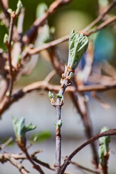 Close-up of a budding plant, symbolizing renewal and growth, captured in natural light at Fort Wayne.