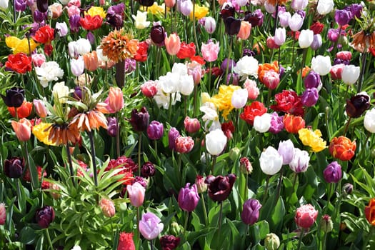 Field with beautiful red tulips. High quality photo