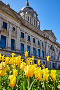 Bright yellow tulips bloom in front of the classic Allen County Courthouse under a clear blue sky, Fort Wayne.