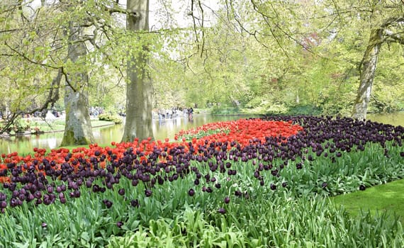 Keukenhof Hollande, the largest tulip park. High quality photo