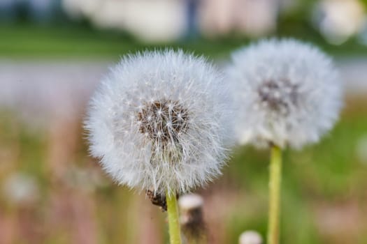 Two dandelions ready to disperse seeds, captured in a soft-focus meadow backdrop in Fort Wayne, Indiana.