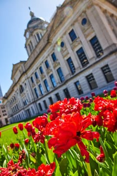 Bright red tulips bloom in front of Fort Wayne's historic courthouse under a clear spring sky.