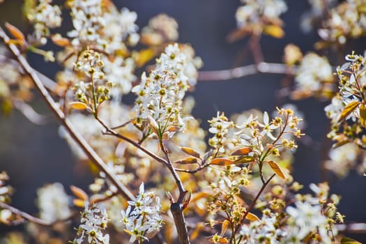 Sunlit white blossoms signal spring at Fort Wayne, capturing nature's renewal and beauty.