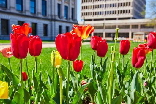Vibrant tulips bloom in Fort Wayne's urban oasis, blending modern and classical cityscapes under a sunny sky.