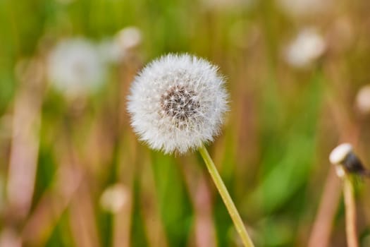 Close-up of a dandelion seed head in Fort Wayne, Indiana, capturing the essence of nature's renewal.