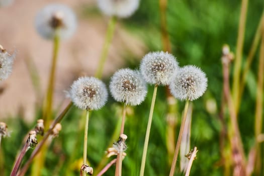 Delicate dandelion seed heads poised in a tranquil Fort Wayne meadow, capturing the essence of summer's fleeting beauty.