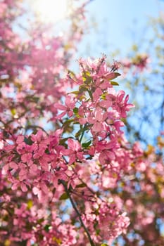 Spring awakening in Fort Wayne: Cherry blossoms bloom under a blue sky, symbolizing renewal and beauty.