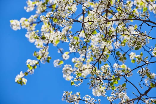 Spring Blossoms Reach Skyward in Fort Wayne, Indiana, Illuminating the Beauty of Renewal