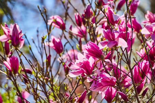 Vibrant magnolia blossoms in full bloom under the sunny skies of Fort Wayne, Indiana, embodying spring's renewal.