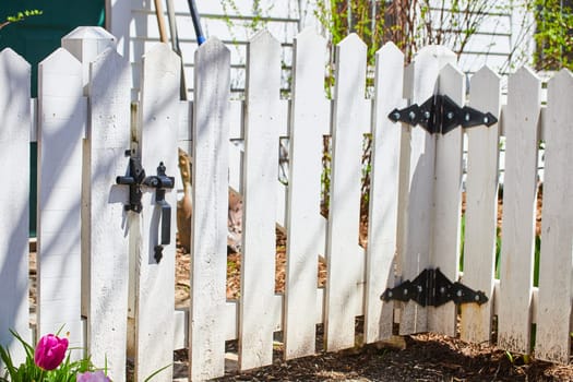 Inviting suburban garden gate with a vibrant pink tulip, symbolizing home and springtime in Fort Wayne.