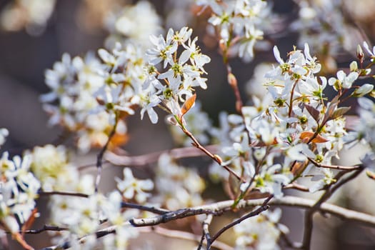 Spring blossoms flourish under Fort Wayne sun, capturing nature's renewal and the essence of spring.