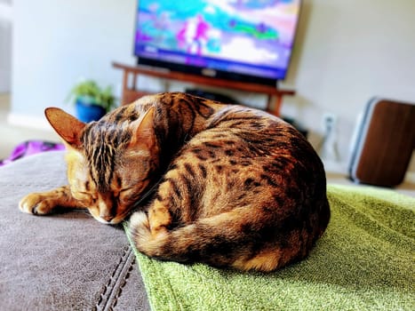 Bengal cat sleeps peacefully on a green blanket in a cozy, sunlit living room in Fort Wayne.