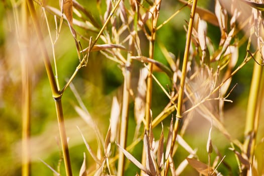 Lush bamboo grove in bright sunlight, showcasing growth and natural textures, perfect for eco themes.