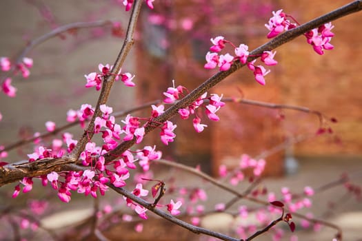 Eye-level view of vibrant pink spring blossoms in a serene park setting, Fort Wayne, Indiana.