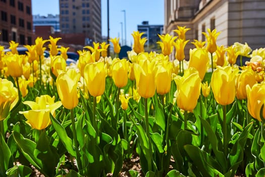 Bright yellow tulips bloom in a city park in downtown Fort Wayne, juxtaposing urban architecture with spring's vitality.
