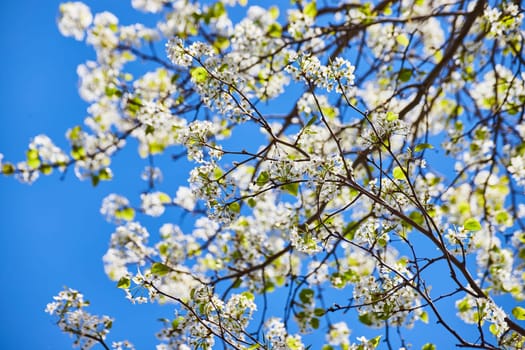 Spring Awakening in Fort Wayne: Lush white blossoms against a vivid blue sky at the Children's Zoo.