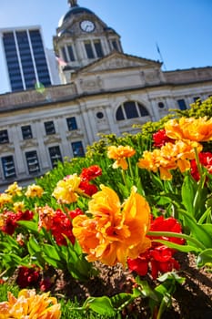 Vivid tulips bloom in front of Fort Wayne's historic courthouse under a clear blue sky, symbolizing community and renewal.