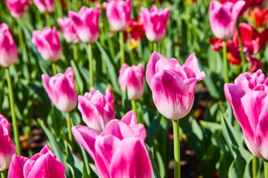 Bright spring day in Fort Wayne: Lush field of pink and white tulips under vibrant sunlight.