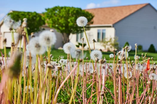 Serene suburban scene in Fort Wayne with vibrant dandelions and a modern home, symbolizing growth and tranquility.
