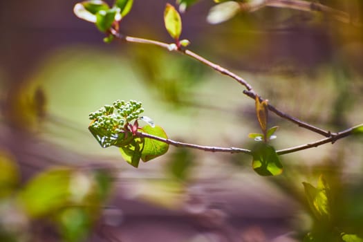 Budding plant in natural light, symbolizing growth and renewal, perfect for environmental themes.