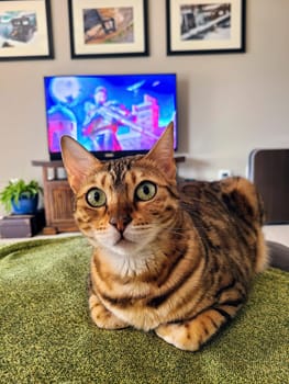 Alert Bengal cat sits on a green ottoman in a cozy, art-filled living room, eyes fixed on viewer, Fort Wayne.