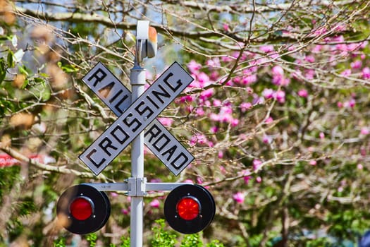 Railroad crossing sign amidst vibrant pink blooms and lush greenery, symbolizing nature's harmony with technology.