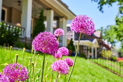 Vibrant alliums bloom in a tranquil Fort Wayne neighborhood, capturing suburban serenity and springtime joy.