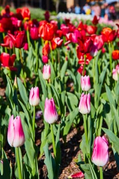 Springtime in Fort Wayne: A vibrant display of pink and white tulips at a bustling botanical garden.