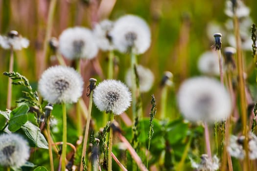 Close-up of dandelion seeds in a lush meadow, Fort Wayne, capturing themes of growth and renewal.