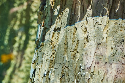 Close-up of textured tree bark with moss and lichen, evoking the serene ambiance of Fort Wayne's natural landscapes.