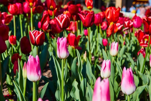 Vibrant tulips in full bloom at Fort Wayne Botanical Garden, showcasing spring's vivid colors.