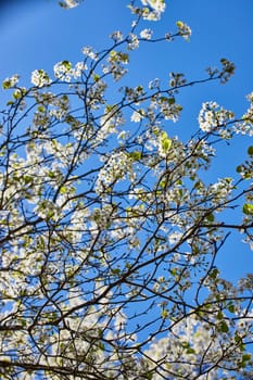 Spring bloom in Fort Wayne: A low-angle view of a tree bursting with white blossoms under a clear blue sky.