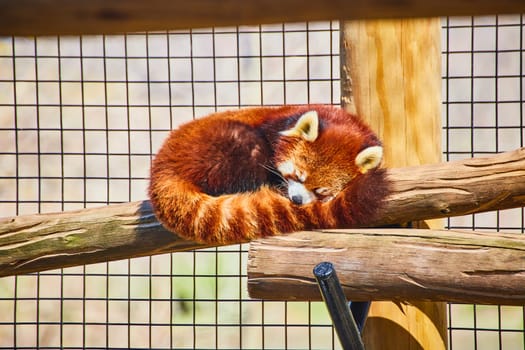 Red panda asleep on a beam at Fort Wayne Children's Zoo, Indiana, showcasing the serene beauty of wildlife.