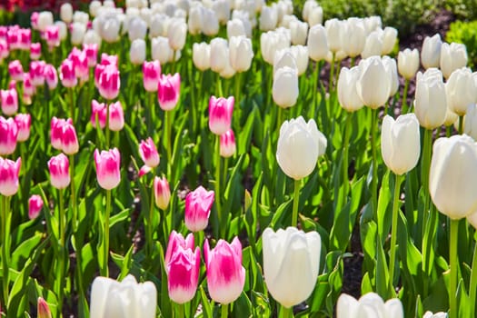Springtime Splendor in Fort Wayne: Lush Rows of Pink and White Tulips Under a Clear Blue Sky