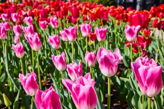 Vibrant tulip garden in Fort Wayne, Indiana, bursting with pink and red blooms during spring.