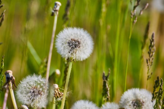 Close-up of a vibrant dandelion clock in a sunlit meadow in Fort Wayne, symbolizing renewal and nature's cycles.