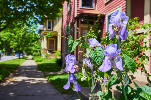 Vibrant blue irises bloom in a historic Fort Wayne neighborhood, encapsulating urban tranquility.