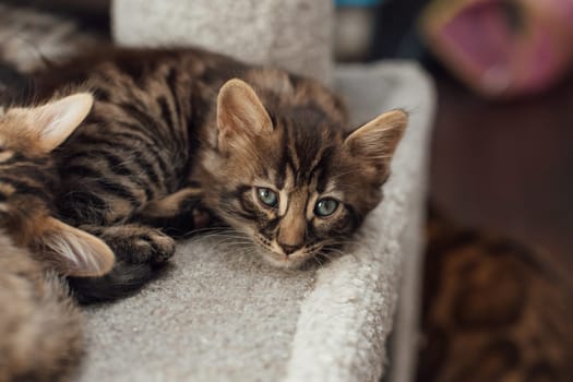 Young cute bengal kitten laying on a soft cat's shelf of a cat's house indoors.