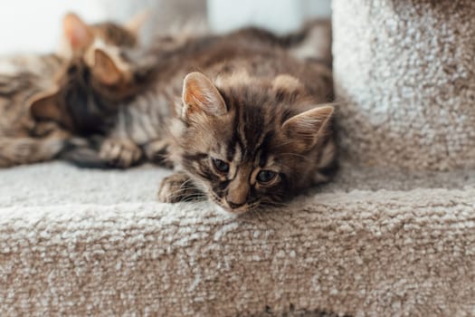 Young cute bengal kitten laying on a soft cat's shelf of a cat's house indoors.