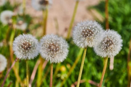Close-up of dandelion seed heads in Fort Wayne, showcasing nature's delicate cycle of life and renewal.