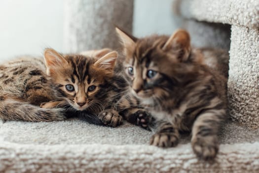 Young cute bengal kittens laying on a soft cat's shelf of a cat's house indoors.