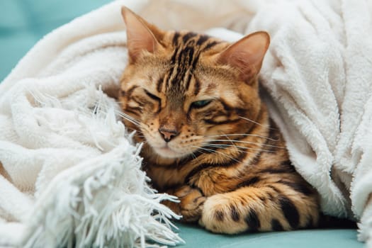 Bengal kitty cat laying under the white fury blanket indoors