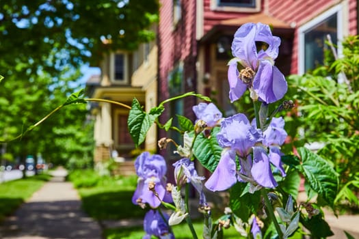 Vibrant purple irises bloom in a tranquil Fort Wayne neighborhood, showcasing historic homes in warm sunlight.