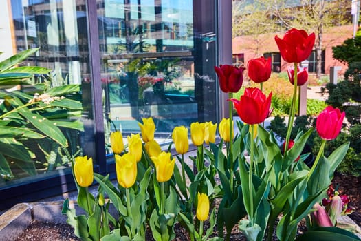 Bright red and yellow tulips bloom against a modern glass building in a vibrant urban garden, Fort Wayne.
