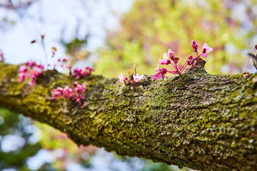 Vibrant moss and pink flowers on a branch, symbolizing renewal, in Warsaw Biblical Gardens, Indiana.