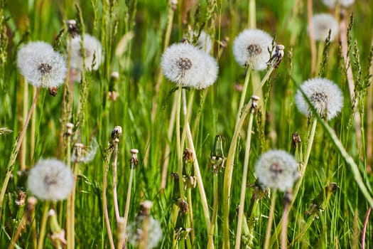 Serene dandelion meadow in Fort Wayne, showcasing fluffy seeds poised for dispersal on a sunny day.